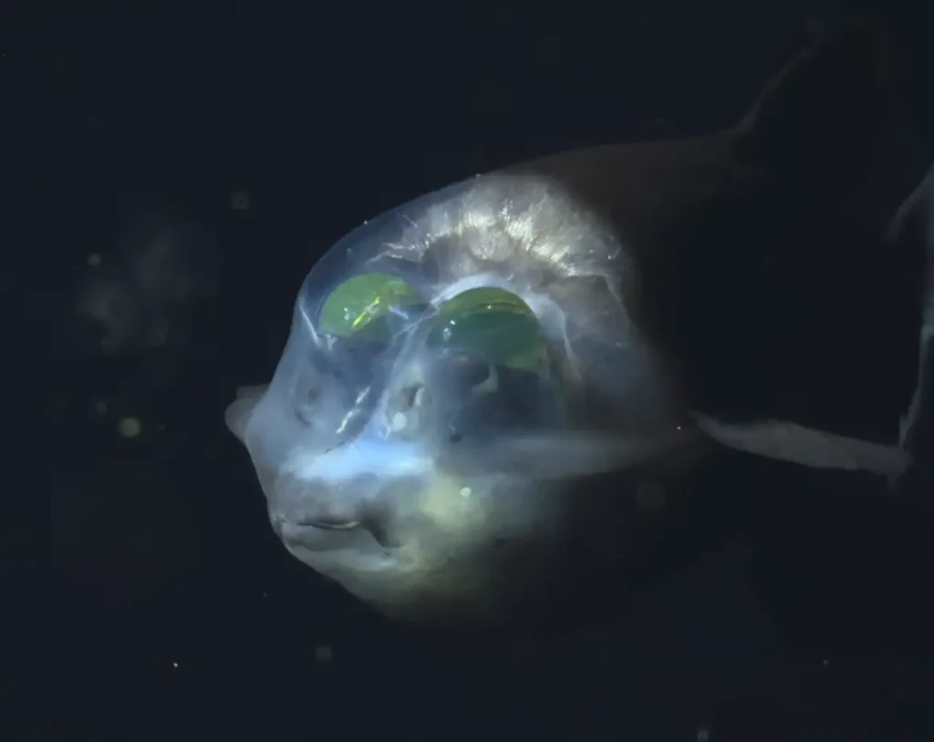 Macropinna microstoma